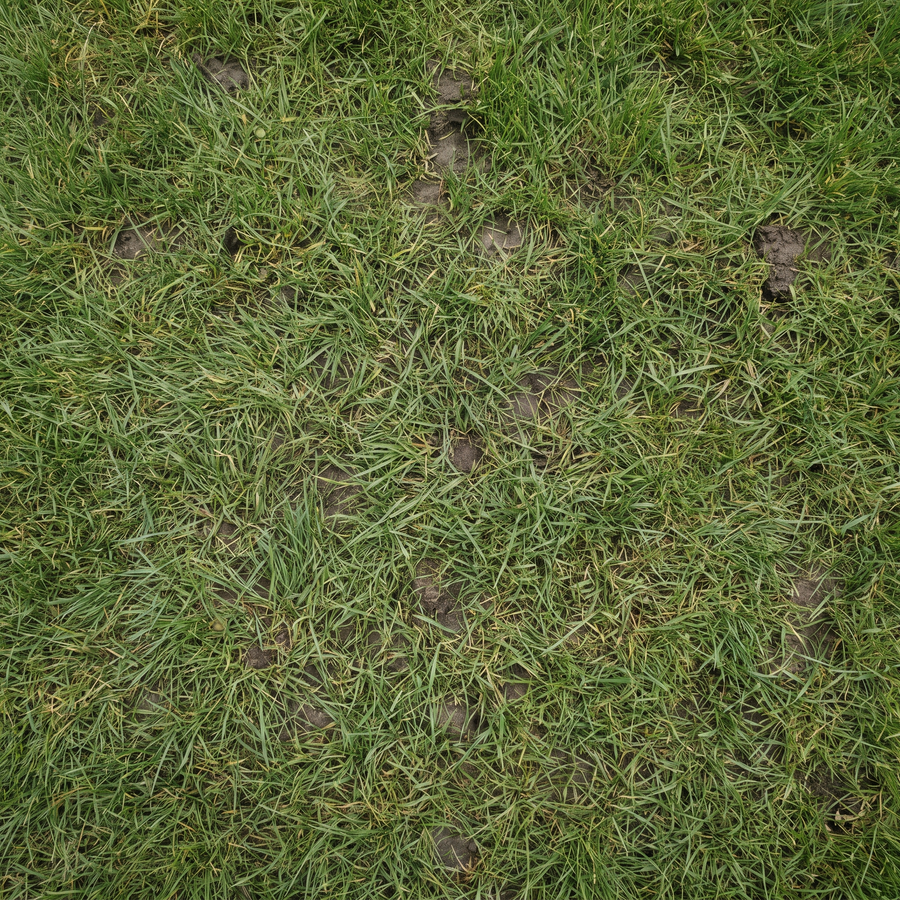 Damp lawn grass seen from above