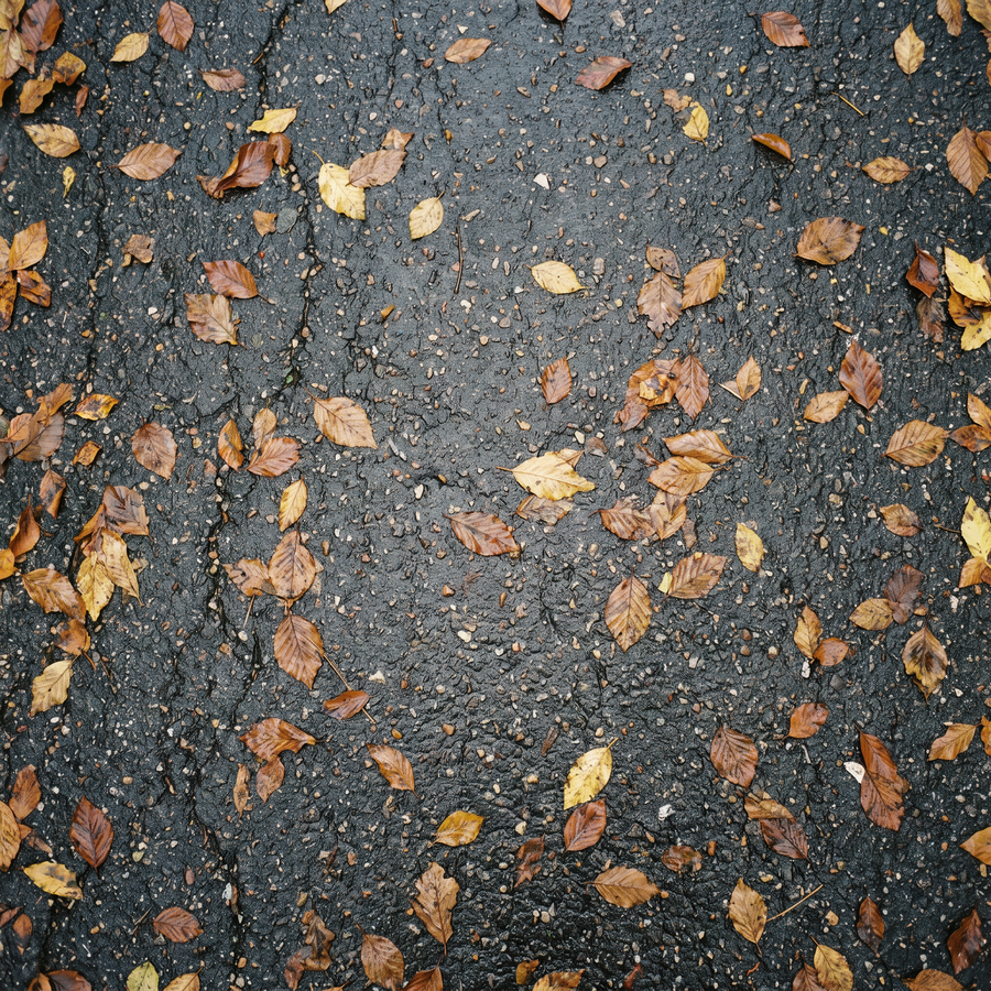 Wet pavement scattered with autumn leaves, seen from above